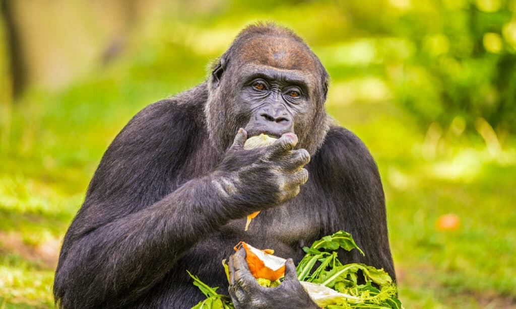 Mangiare, Gorilla, Attività, Adulto, Africa