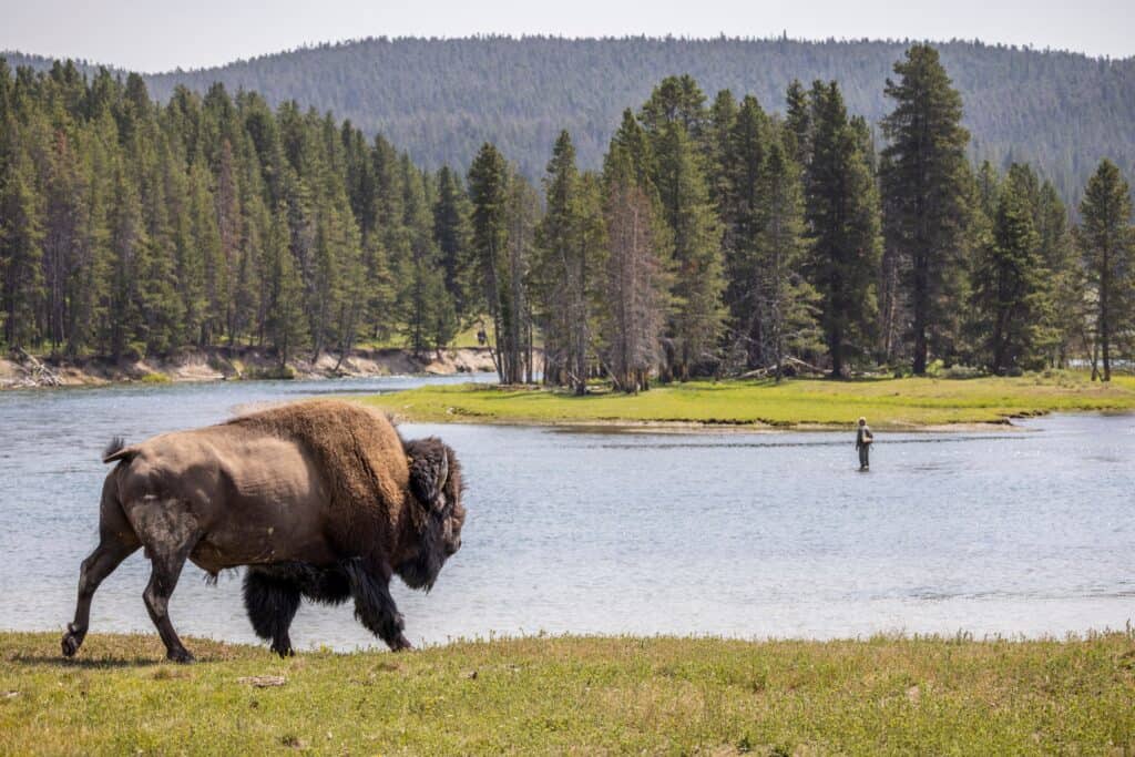 Fiume Yellowstone, Wyoming