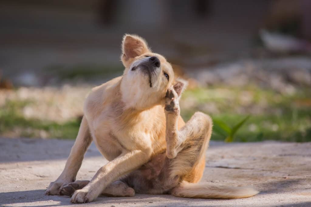 cane che si gratta