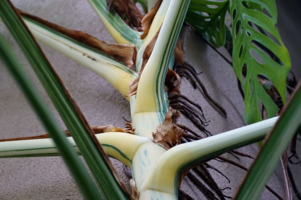 Le piante di monstera producono fiori