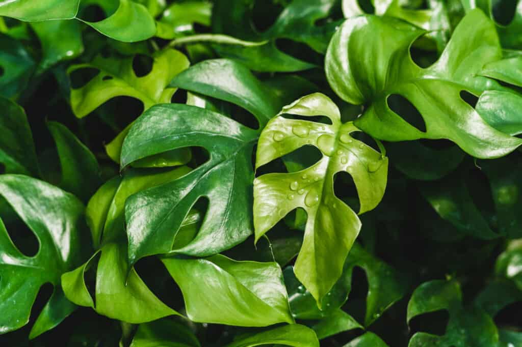 Quanto spesso dovrei innaffiare la mia Monstera