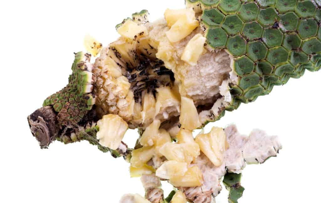 le piante di monstera producono fiori
