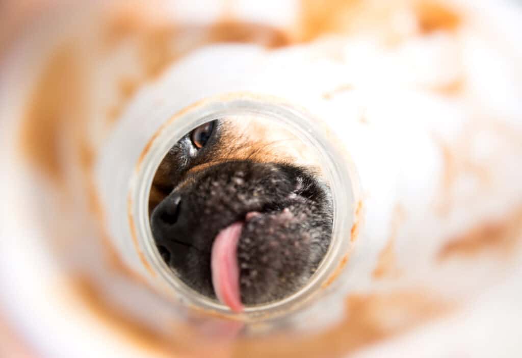 Cane che lecca barattolo vuoto di arachidi o burro di mandorle.