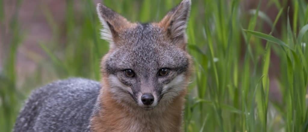 Grey Fox in piedi nell'erba alta