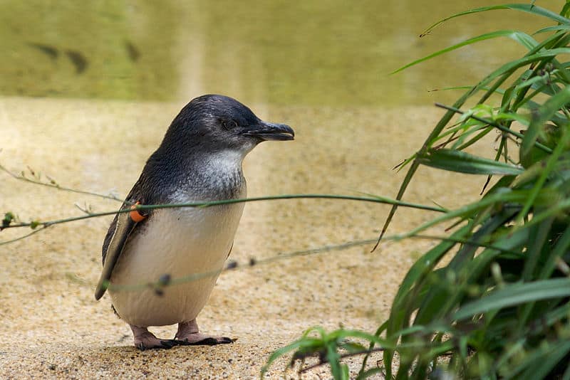 un piccolo pinguino in piedi sulla sabbia, un piano verde è visibile nell'angolo in basso a destra dell'inquadratura e l'acqua costituisce lo sfondo
