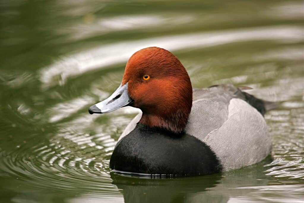 Anatra rossa