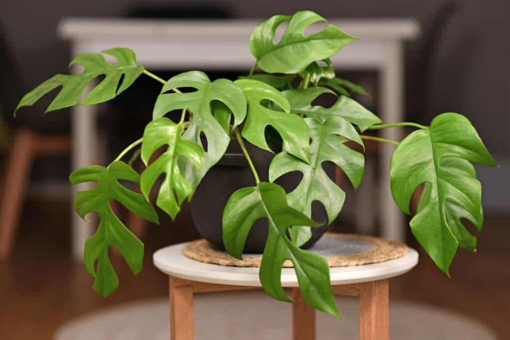 Un giovane mini.  pianta d'appartamento monstera in un vaso nero (possibilmente di plastica).  uno sgabello in legno con tre gambe in legno naturale e piano circolare bianco.  La loro è anche una stuoia intrecciata sullo sgabello su cui poggia la pianta.  sfondo sfocato del tavolo in legno bianco e una o due gambe della sedia in legno naturale.