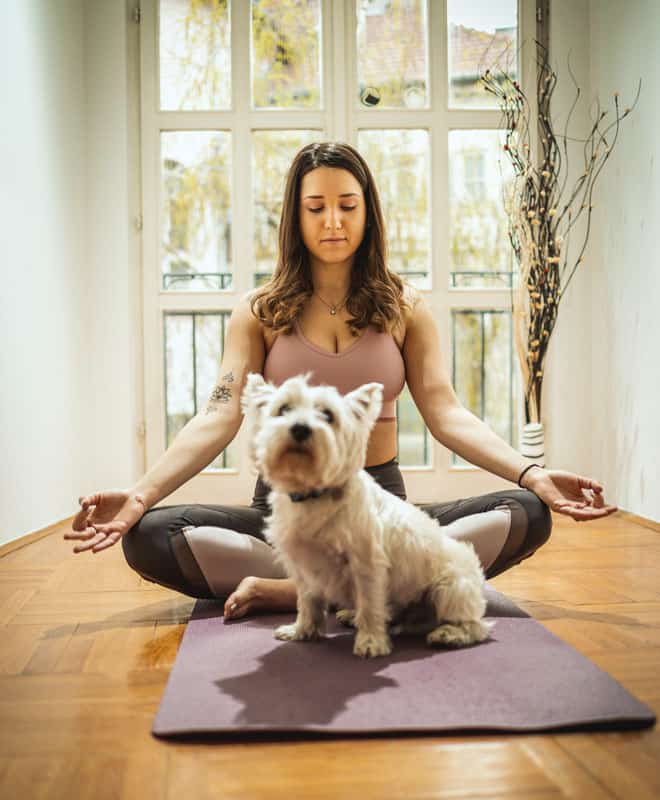 Vita domestica, cane, yoga, interni domestici, individualità