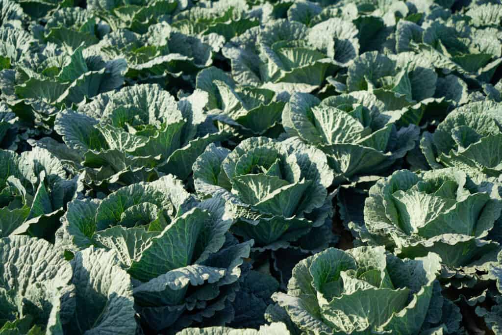 Verdure di cavolo che crescono in un campo.