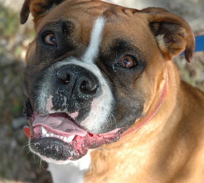 Primo piano del cane del pugile