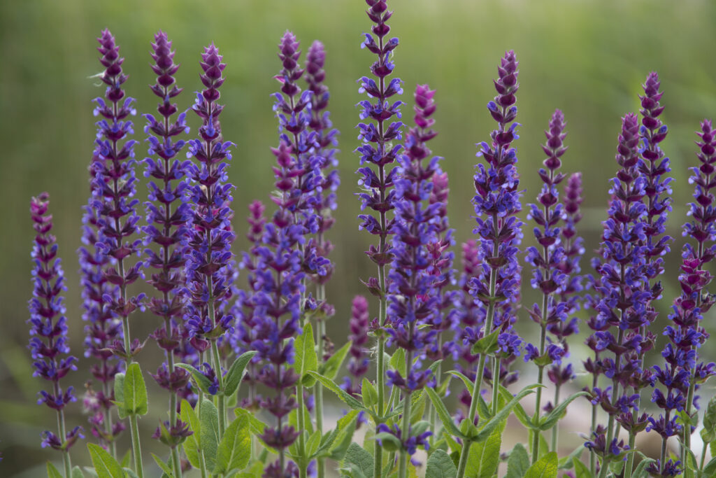 Fiori di salvia, Salvia officinalis