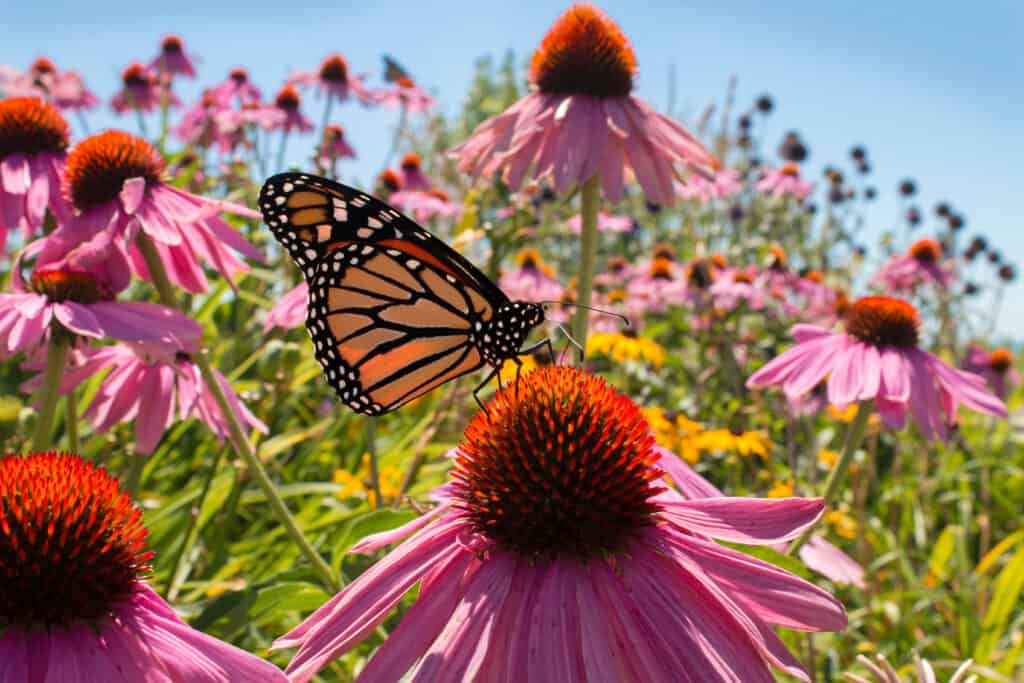 Pianta del fiore dell'echinacea di Echinacea