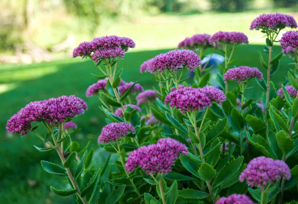 Pianta di Sedum con fiori rosa