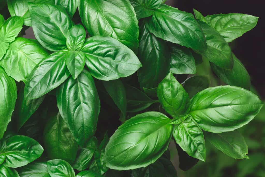 primo piano di basilico genovese, noto anche come piante di basilico dolce costituite da foglie verde brillante.  Il basilico genovese è,.