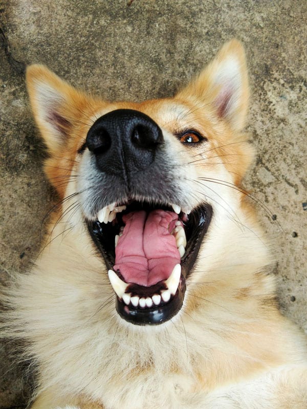 Animale, Allegro, Immagine a colori, Carino, Cane