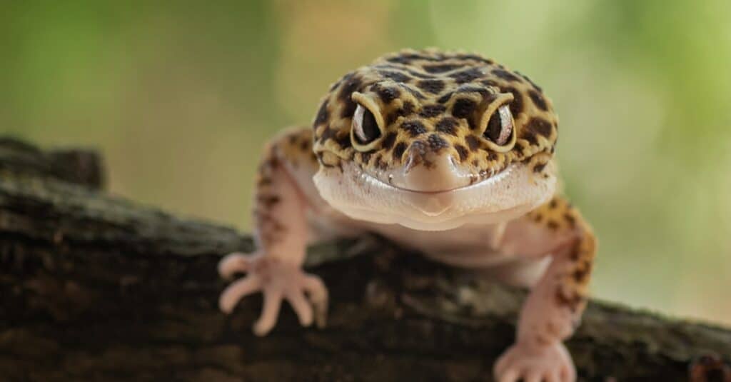 geco-leopardo-su-un-ramo-di-albero