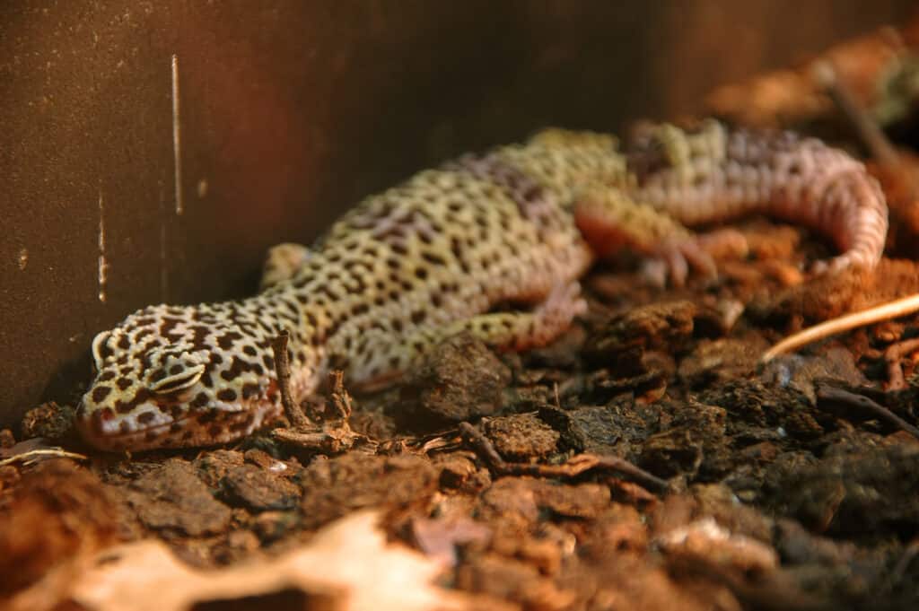 Geco leopardo
