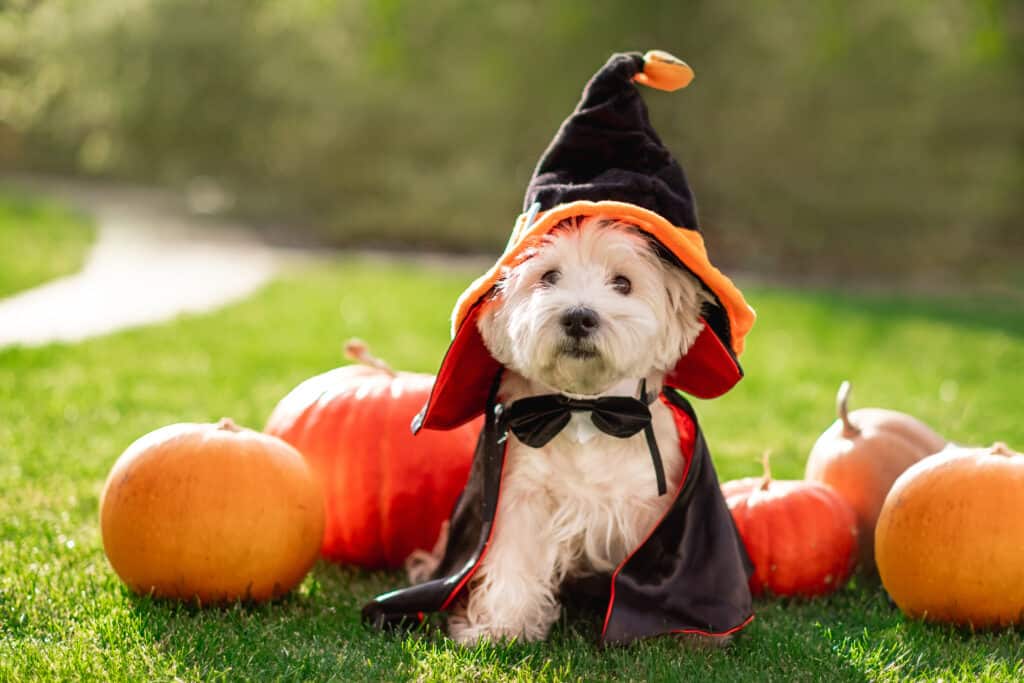 Cane in costume da mago con zucche