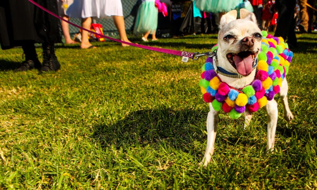 Un carlino che indossa un cappotto con pompon multicolore.