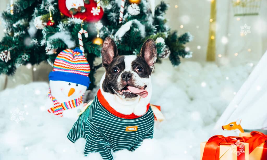 Animale, Parte del corpo animale, Occhio di animale, Cina - Est Asiatico, Natale
