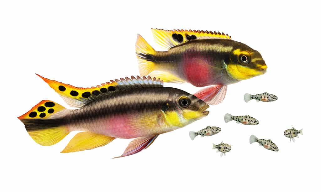 Pulcher kribensis (kribs arcobaleno) con frittura di pesce