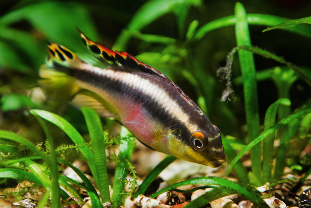 Krib arcobaleno tra le piante d'acquario