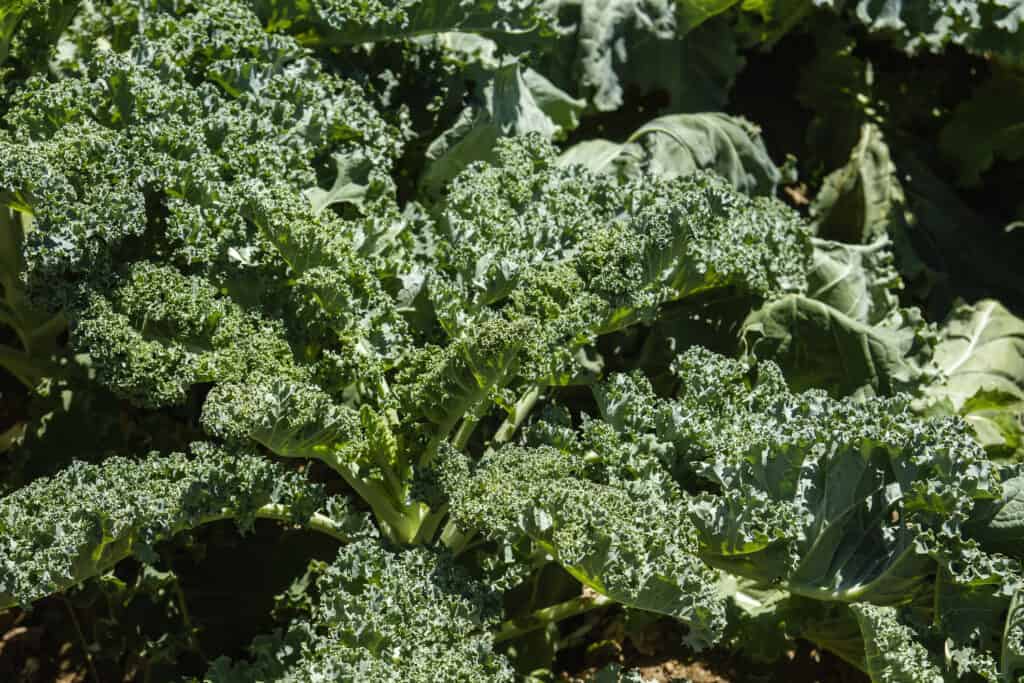 Le piante di cavolo hanno spesso foglie con bordi increspati