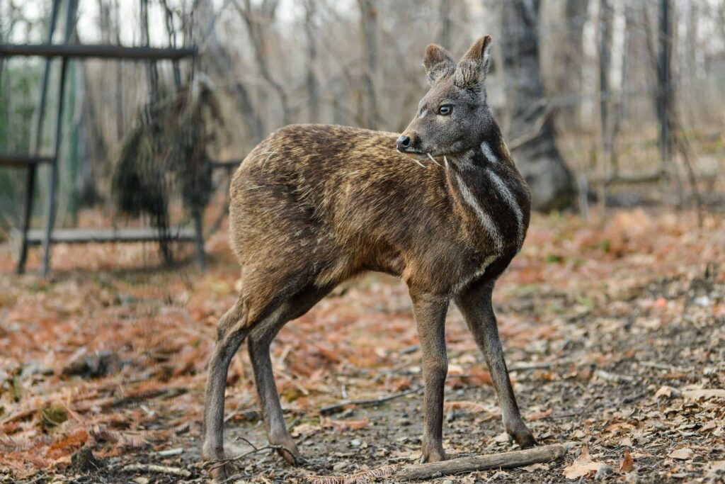 Cervo muschiato siberiano