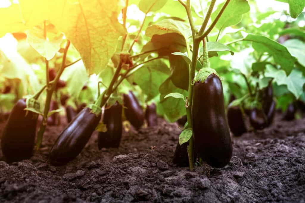 Melanzane fresche in crescita sul ramo.