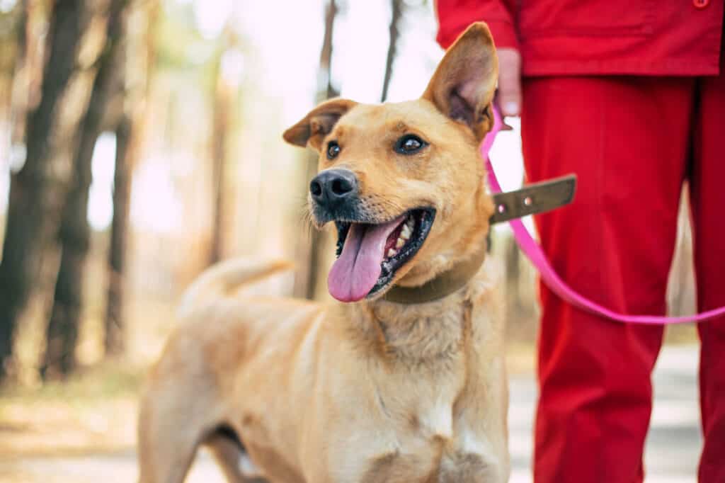Dog Walking, Primavera, Adozione di animali domestici, Animale, Rifugio per animali