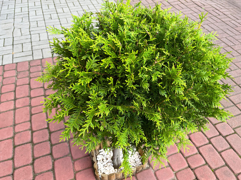 Alberi verde smeraldo