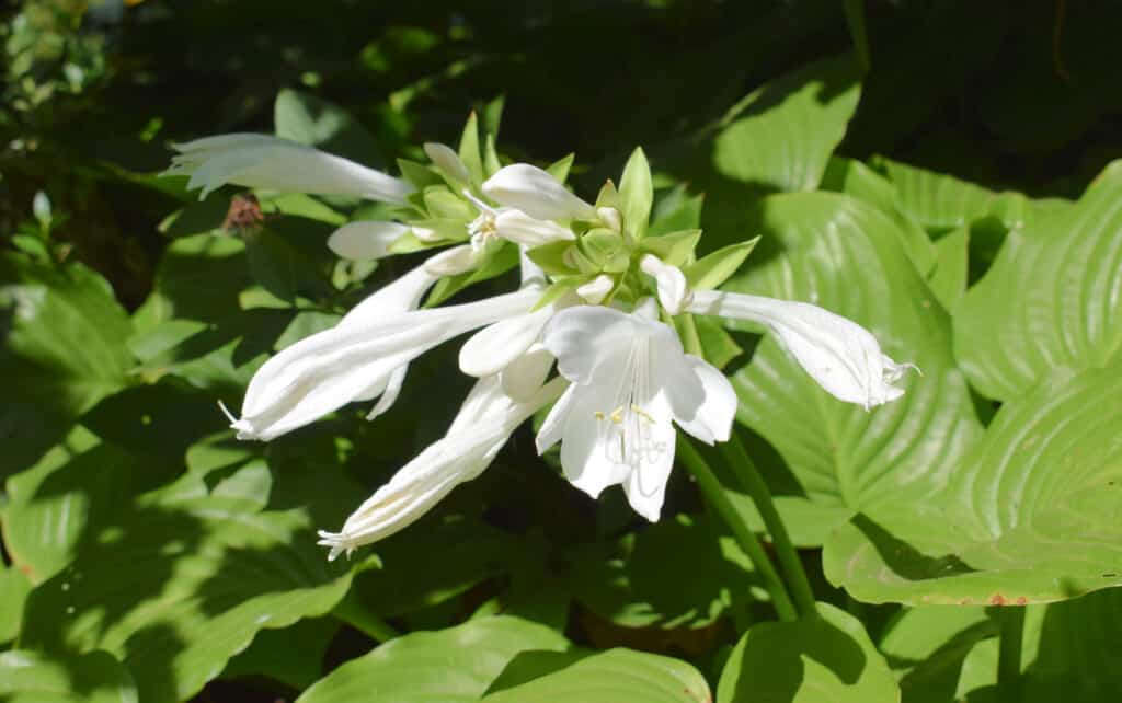 Fiori bianchi del giglio di piantaggine o giglio di agosto.