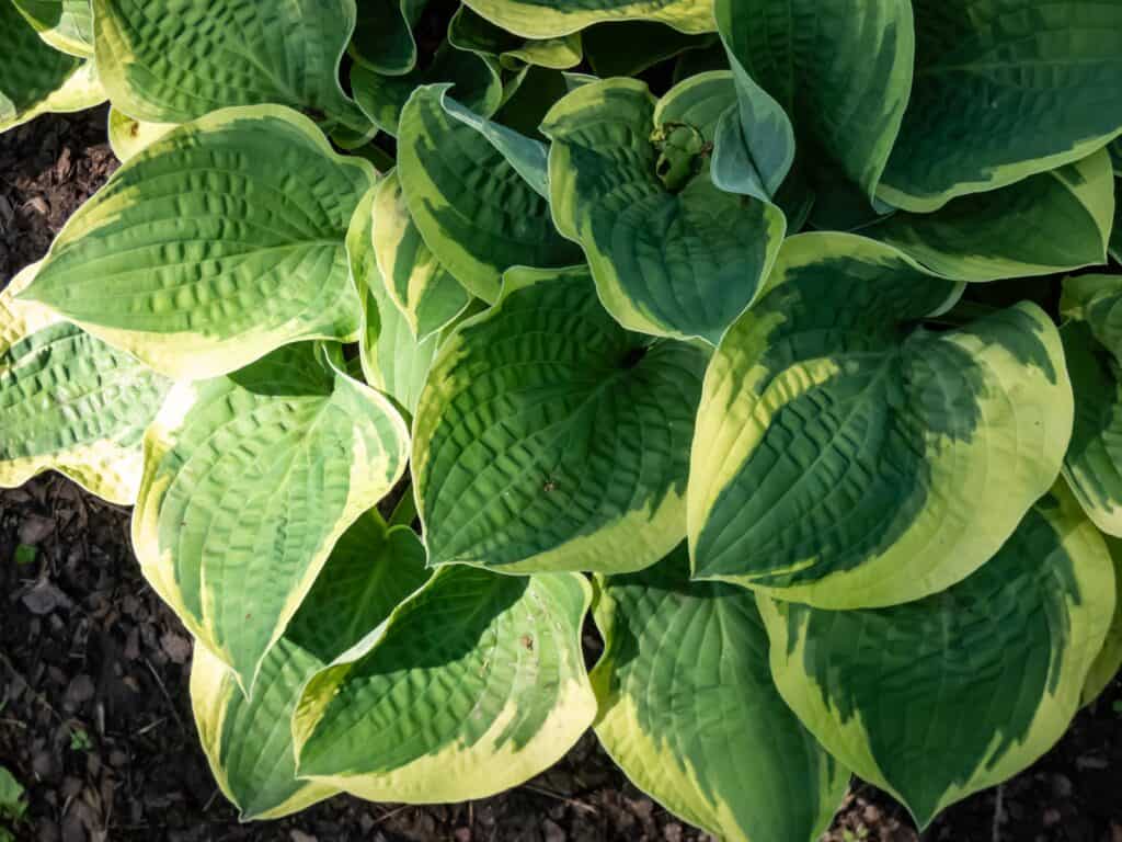Gli hostas crescono foglie a coste che sono grandi e piatte.