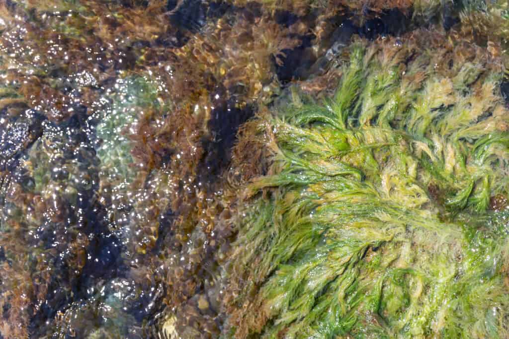 muschio marino verdastro/giallastro su una costa rocciosa