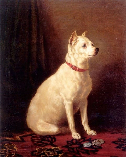 Vecchio terrier bianco inglese