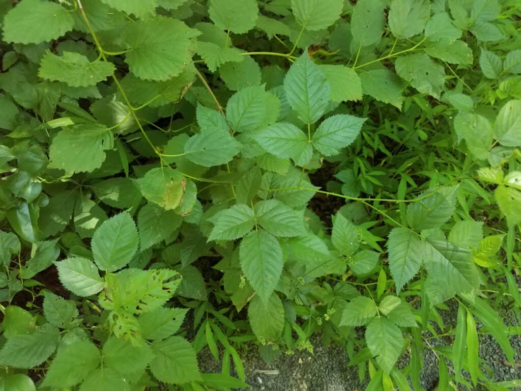 Full frame dedicato a numerose foglie velenose - che si risentono come tre foglie verde brillante all'estremità di ogni stelo