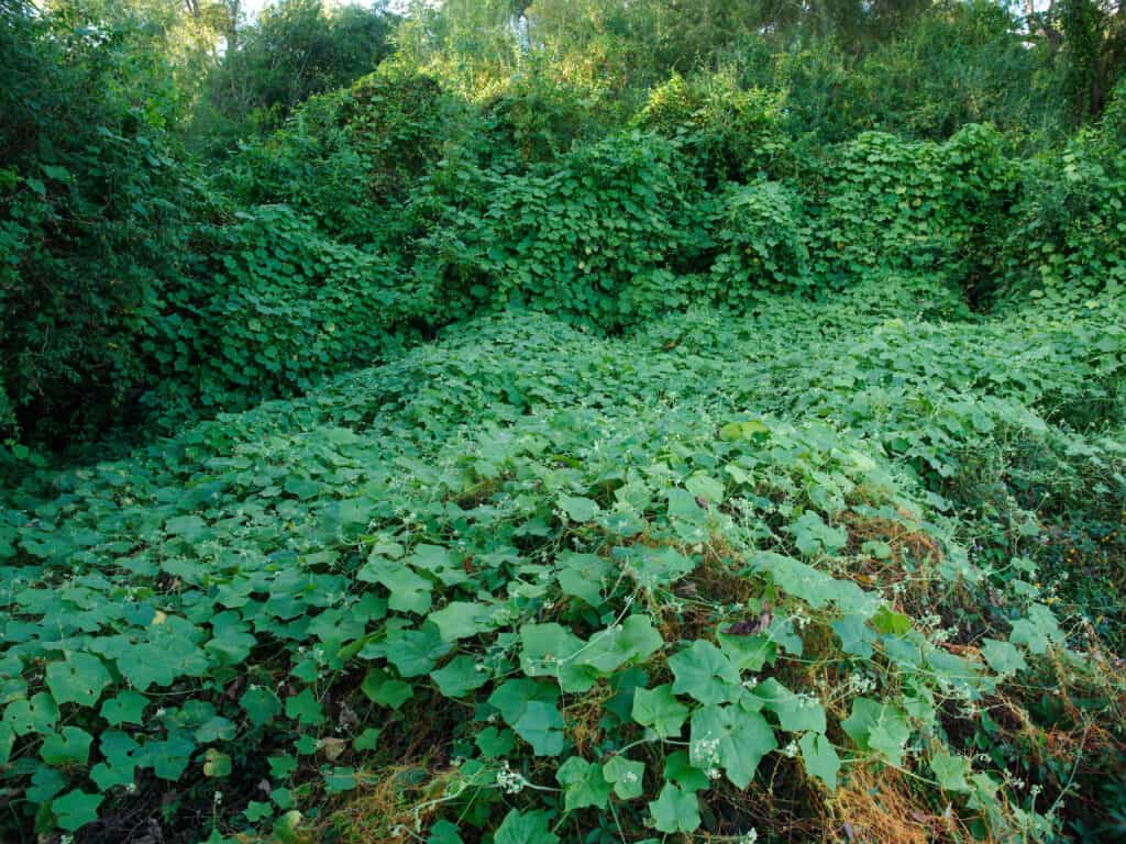 Kudzu un vitigno invasivo a crescita rapida