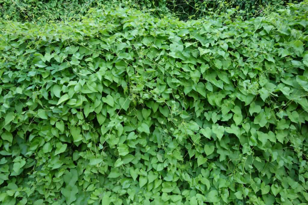 Muro di copertura della vite Kudzu