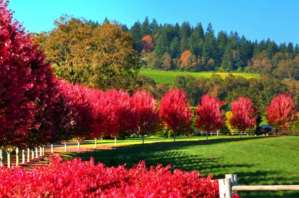 Wilamette Valley, OR