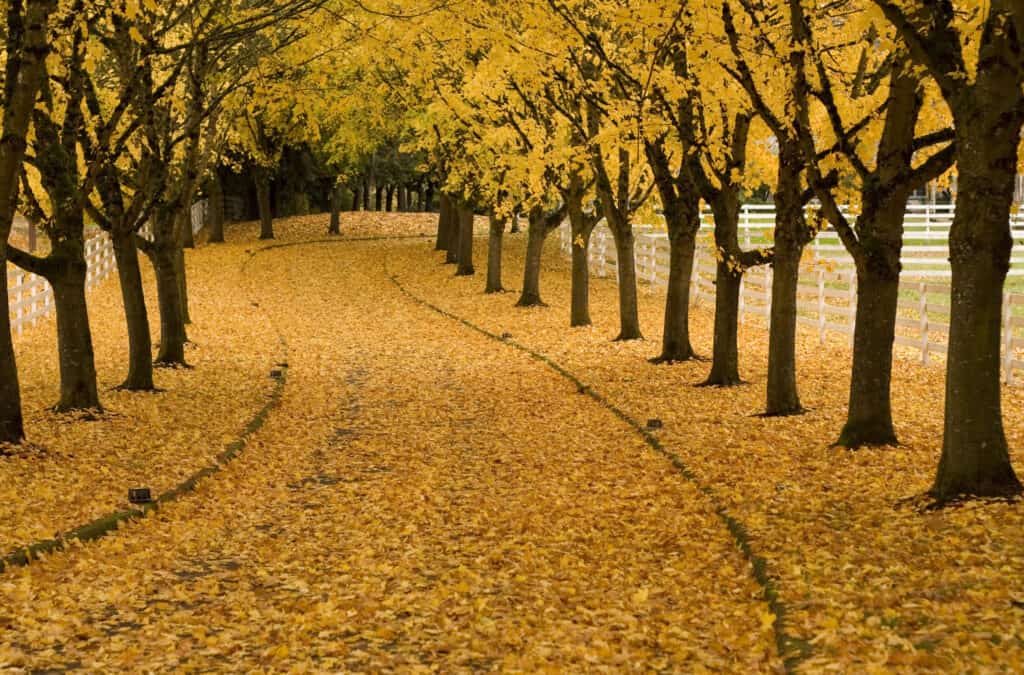 Autunno nell'Oregon