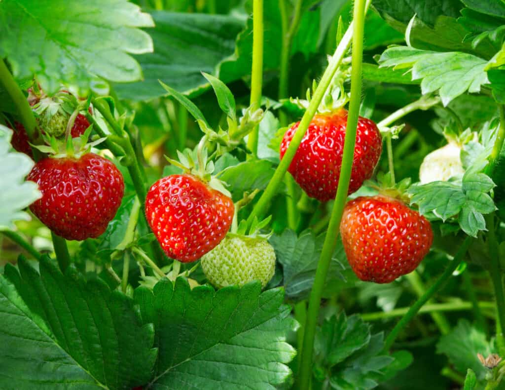 quattro fragole rosse e una verde (fragola acerba) su una pianta di fragole con molta vegetazione.