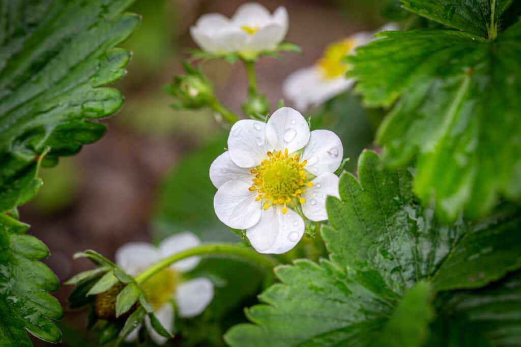 Fragola in fiore dopo la pioggia nel giardino primaverile