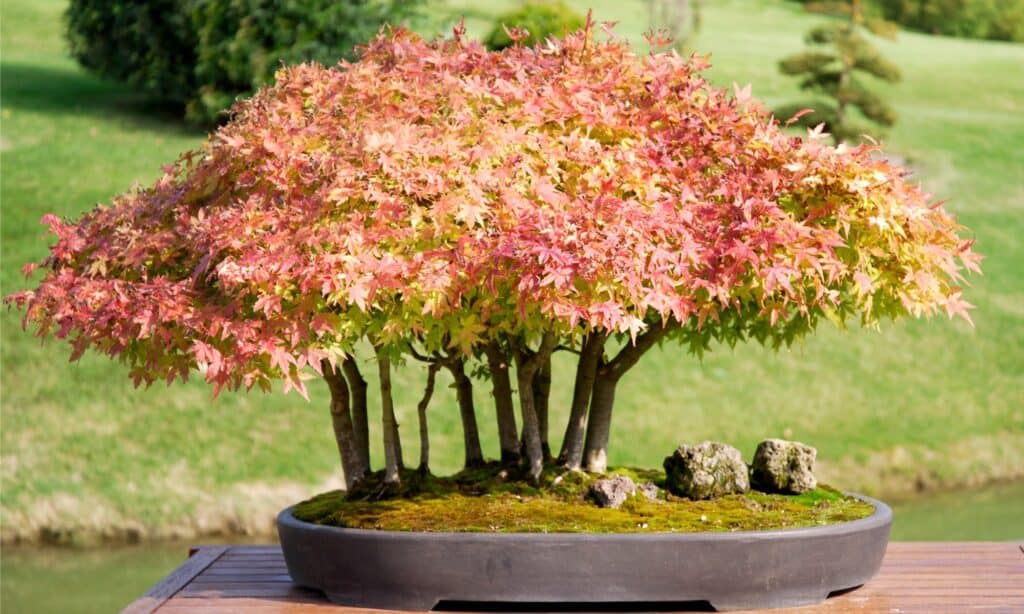 Tipi di alberi bonsai