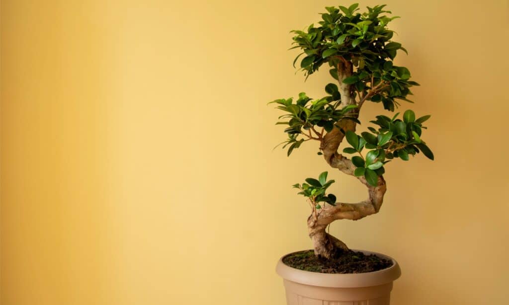 Tipi di alberi bonsai