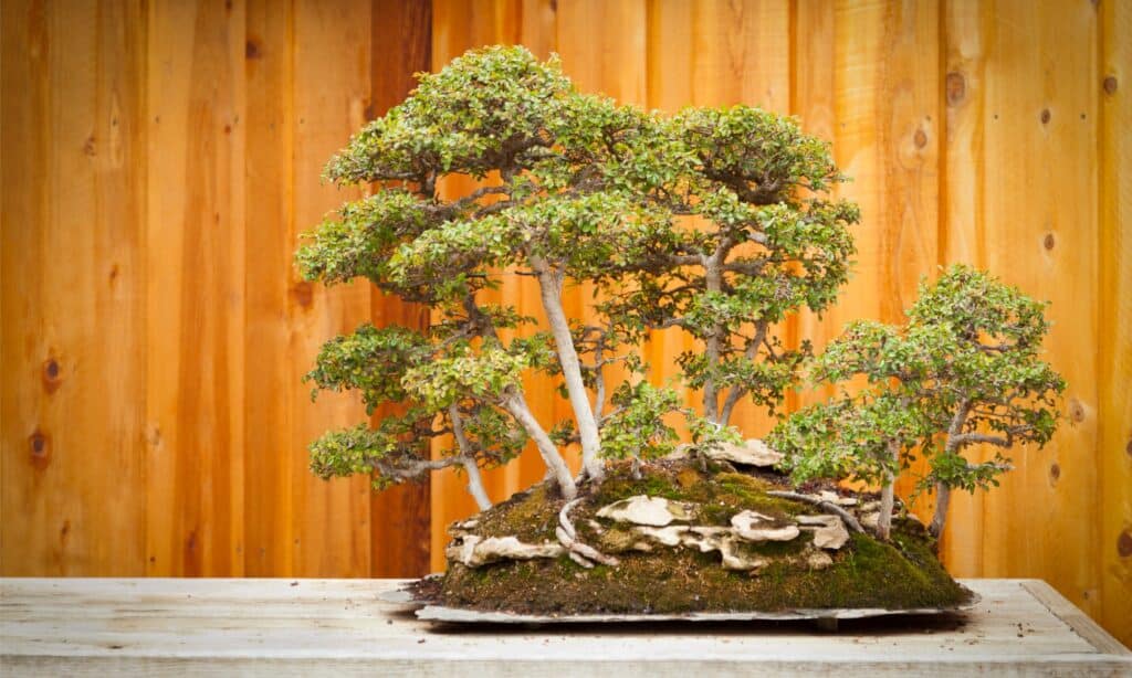Come posizionare correttamente un albero bonsai