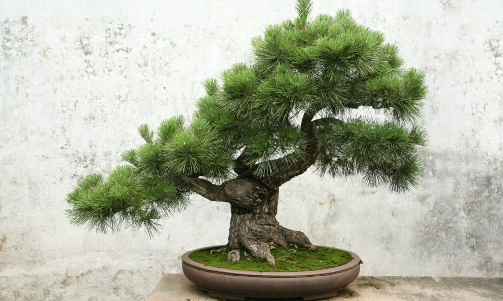 Tipi di alberi bonsai