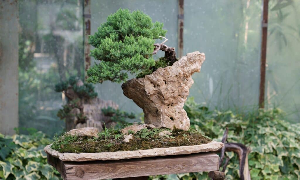 Come posizionare correttamente un albero bonsai