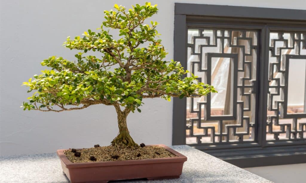Come posizionare correttamente un albero bonsai