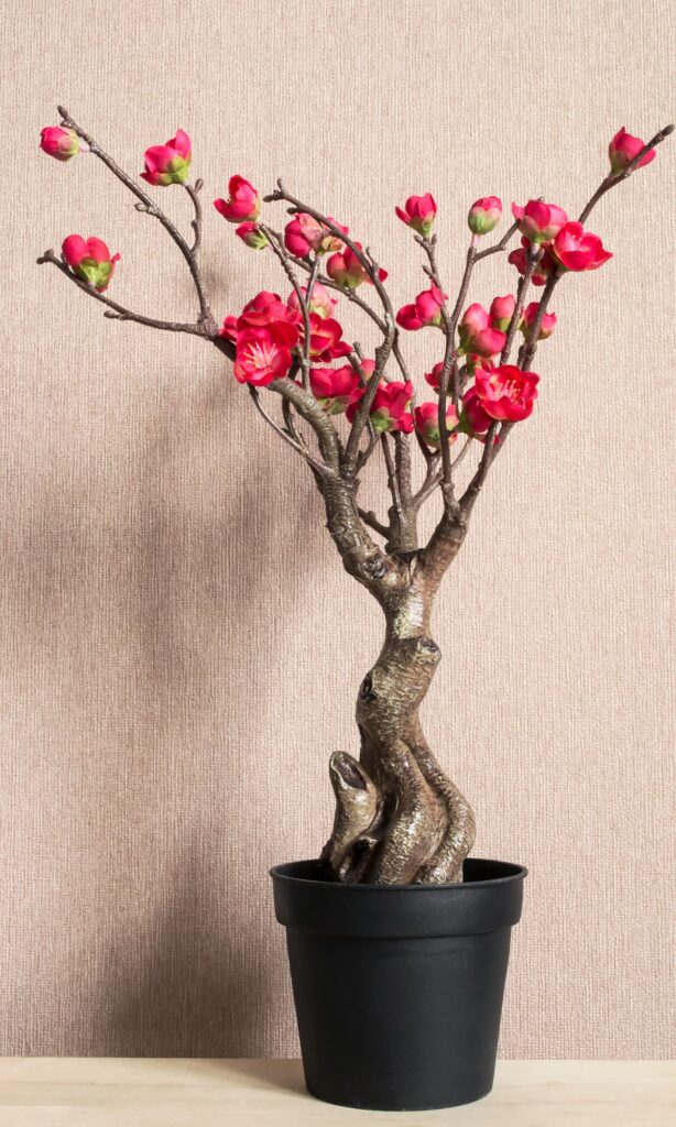tipi di bonsai 
