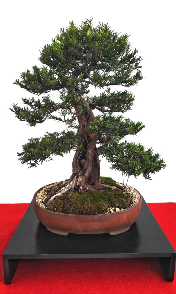 Tipi di alberi bonsai